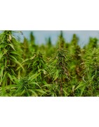 CBD Hanfsamen Produkte